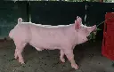Swastik Pig Farm Magazine .pdf-image-029.webp