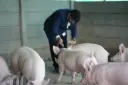 Breeding Pigs Unit