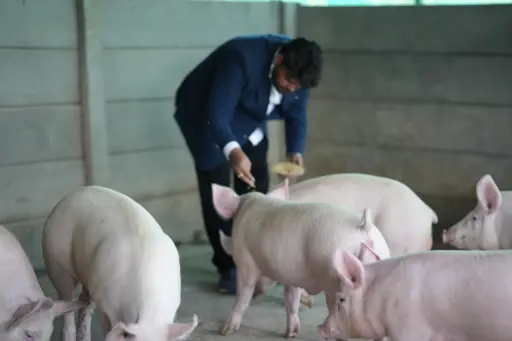 Breeding Pigs Unit