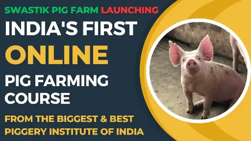 Online Pig Husbandry Training 